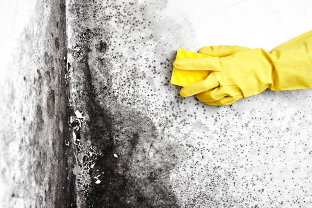 Best Localized Mold Remediation (e.g., coastal areas, humid climates) in Candler Mcafee, GA