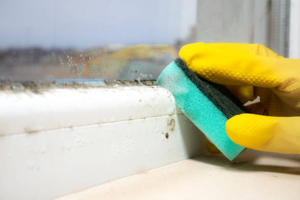 Best Mold Testing and Inspection Services in Candler Mcafee, GA