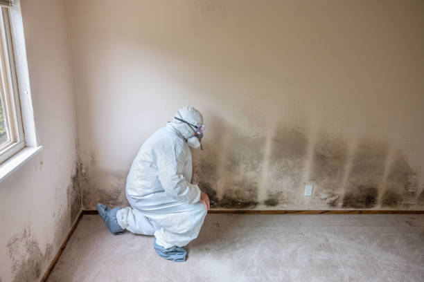 Best Residential Mold Remediation in Candler Mcafee, GA