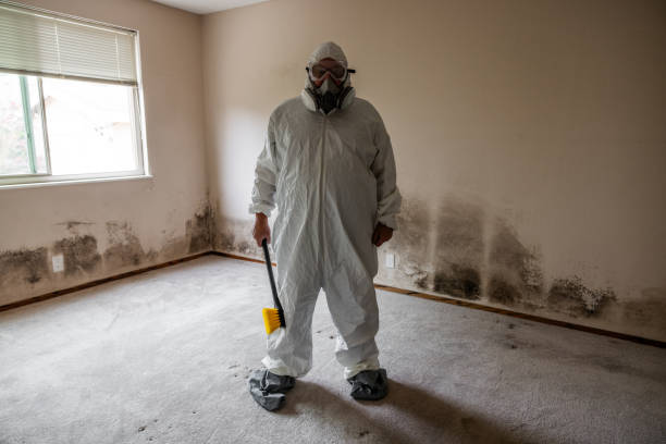 Reliable Candler Mcafee, GA Mold Remediation Solutions