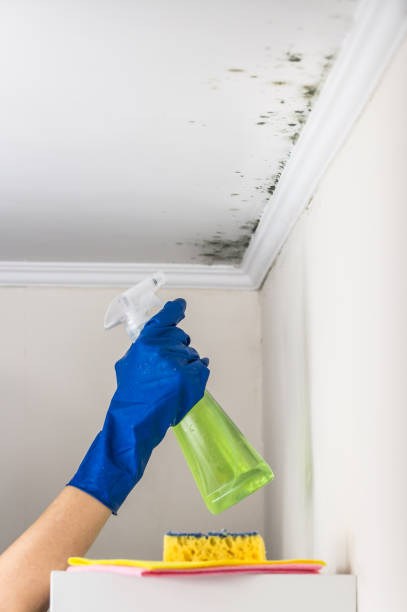 Best Black Mold Remediation in Candler Mcafee, GA